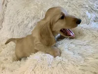 Toto, a male Dachshund for sale in Fort Worth, TX – 4 of 6