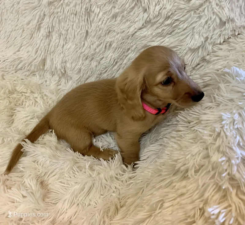 Dorothy – Miniature Dachshund puppy for sale in Fort Worth, TX