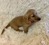 Dorothy, a female Miniature Dachshund for sale in Fort Worth, TX – 1 of 3