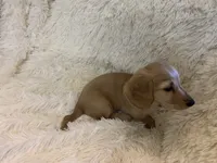 Glinda, a female Dachshund for sale in Fort Worth, TX – 3 of 7