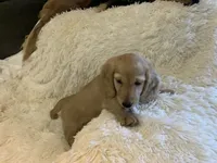 Glinda, a female Dachshund for sale in Fort Worth, TX – 4 of 7
