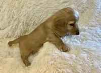 Glinda, a female Miniature Dachshund for sale in Fort Worth, TX – 5 of 6