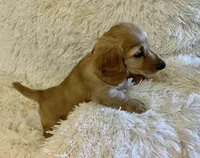 Glinda, a female Miniature Dachshund for sale in Fort Worth, TX – 3 of 6