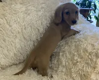 Dorthy, a female Dachshund for sale in Fort Worth, TX – 4 of 6