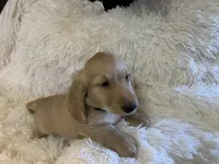 Toto, a male Dachshund for sale in Fort Worth, TX – 2 of 6
