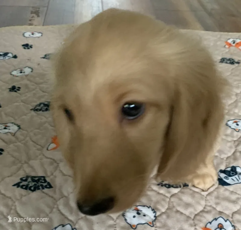TOTO – Miniature Dachshund puppy for sale in Fort Worth, TX