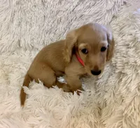 Dorthy, a female Dachshund for sale in Fort Worth, TX – 3 of 6