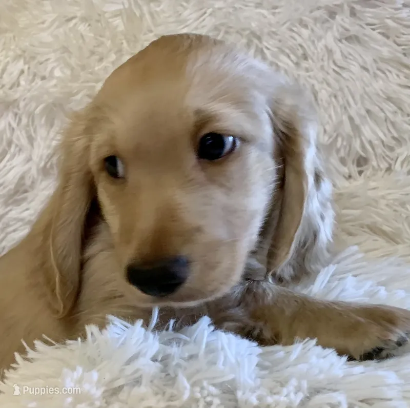 TOTO – Miniature Dachshund puppy for sale in Fort Worth, TX