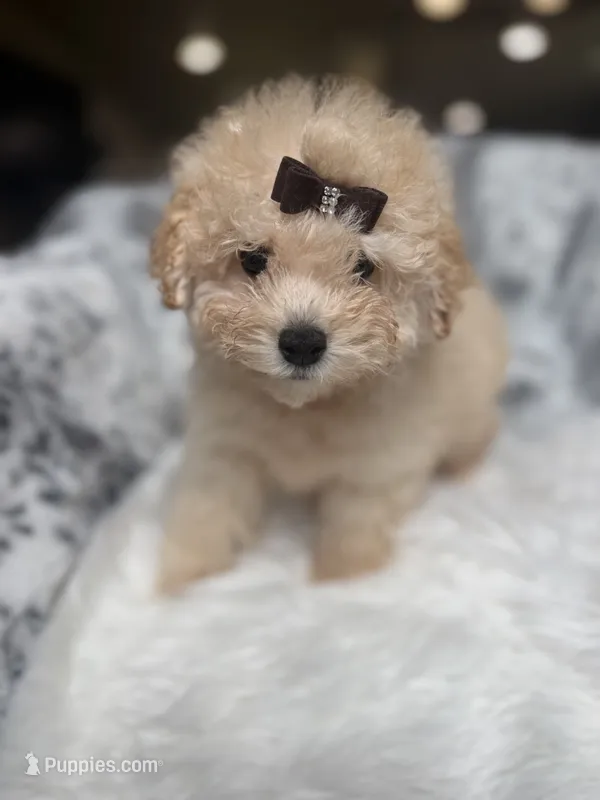 Christian Dior – Poodle - Miniature  puppy for sale in Fort Smith, AR