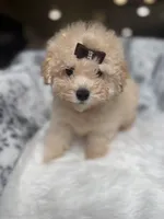 Christian Dior, a male Poodle - Miniature  for sale in Fort Smith, AR – 1 of 2