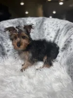 Louis Vuitton, a male Yorkshire Terrier for sale in Fort Smith, AR – 3 of 3