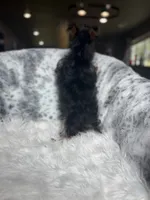 Louis Vuitton, a male Yorkshire Terrier for sale in Fort Smith, AR – 2 of 3