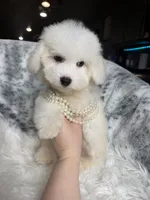 Amiri , a male Bichon Frise for sale in Fort Smith, AR – 3 of 3