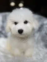 Amiri , a male Bichon Frise for sale in Fort Smith, AR – 2 of 3