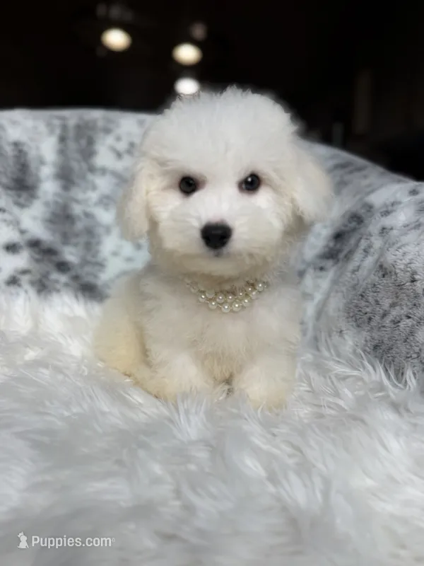 Amiri  – Bichon Frise puppy for sale in Fort Smith, AR