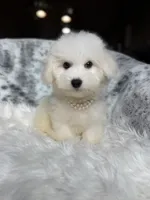 Amiri , a male Bichon Frise for sale in Fort Smith, AR – 1 of 3