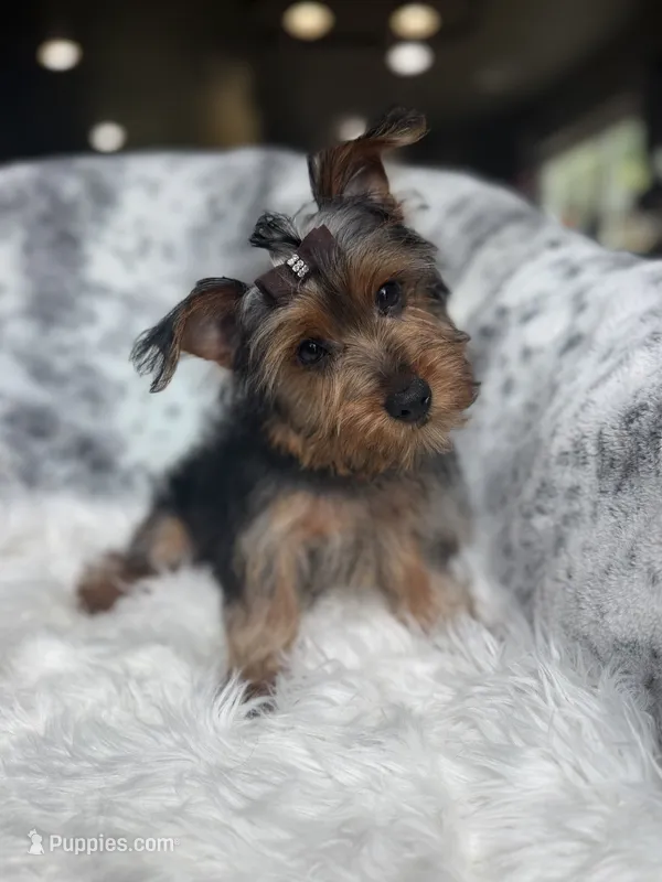 Louis Vuitton – Yorkshire Terrier puppy for sale in Fort Smith, AR
