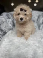 Christian Dior, a male Poodle - Miniature  for sale in Fort Smith, AR – 2 of 2