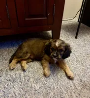 Chip, a male Cavalier King Charles Spaniel and Papillon for sale in Bushnell, FL – 1 of 1