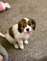 Clara-Belle, a female Cavalier King Charles Spaniel and Papillon for sale in Bushnell, FL – 1 of 2