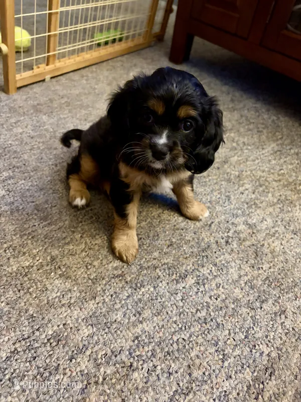 Dolly – Cavalier King Charles Spaniel, Papillon puppy for sale in Bushnell, FL
