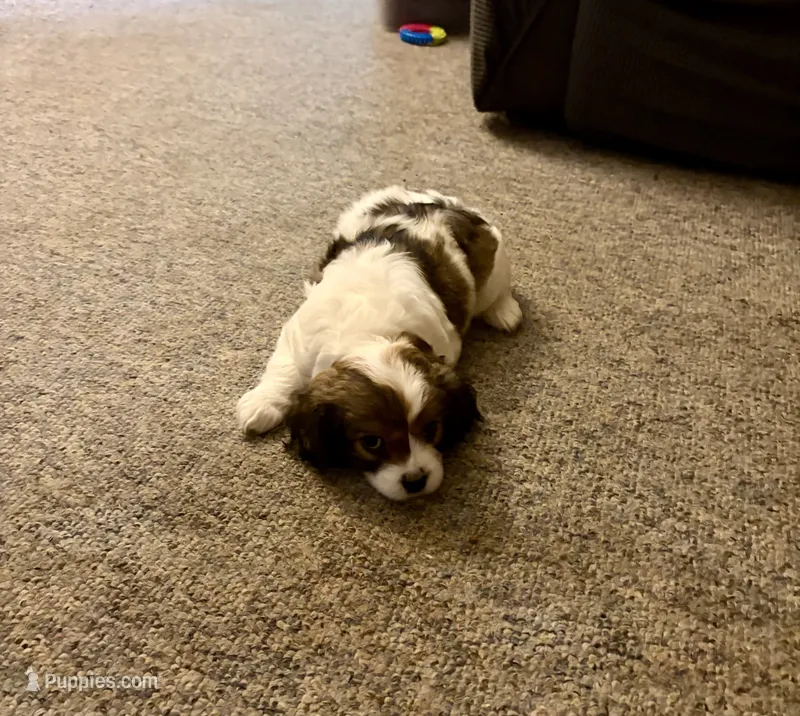Clara-Belle – Cavalier King Charles Spaniel, Papillon puppy on hold in Bushnell, FL