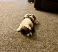 Clara-Belle, a male Cavalier King Charles Spaniel and Papillon for sale in Bushnell, FL – 1 of 2