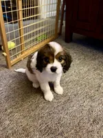 Clara-Belle, a male Cavalier King Charles Spaniel and Papillon for sale in Bushnell, FL – 2 of 2