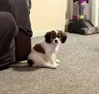 Clara-Belle, a female Cavalier King Charles Spaniel and Papillon for sale in Bushnell, FL – 2 of 2