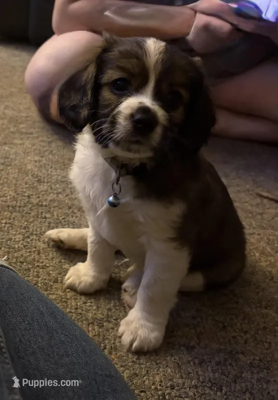 Tucker, a male Cavalier King Charles Spaniel and Papillon for sale in Bushnell, FL – Photo 1 of 3