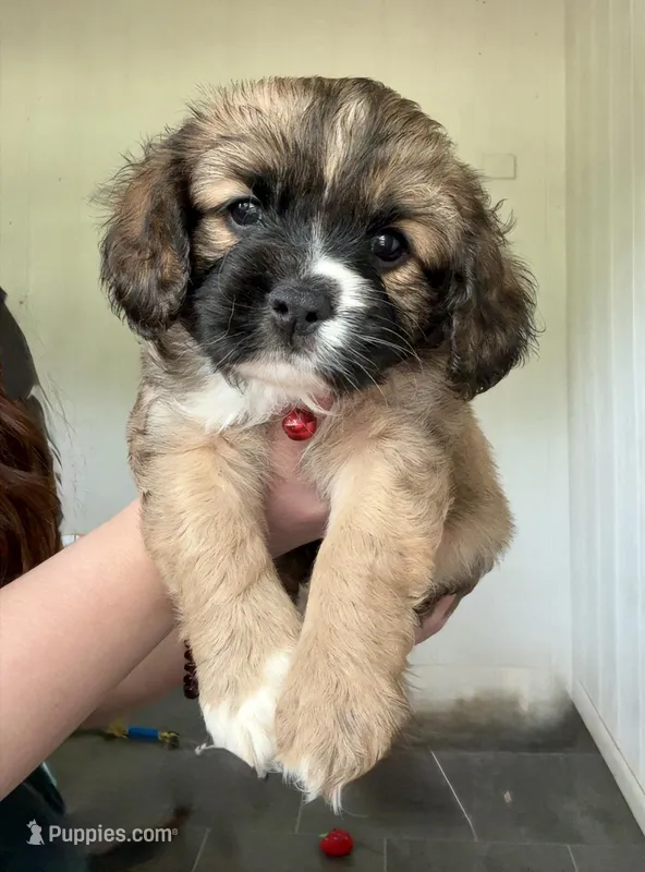 Bear – Cavalier King Charles Spaniel, Papillon puppy for sale in Bushnell, FL