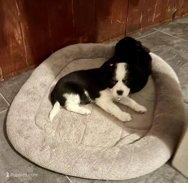 Suzy-Q – Cavalier King Charles Spaniel, Papillon puppy for sale in Bushnell, FL