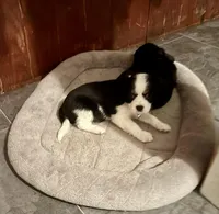Suzy-Q, a female Cavalier King Charles Spaniel and Papillon for sale in Bushnell, FL – Photo 1 of 3
