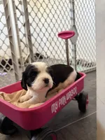 Suzy-Q, a female Cavalier King Charles Spaniel and Papillon for sale in Bushnell, FL – Photo 3 of 3