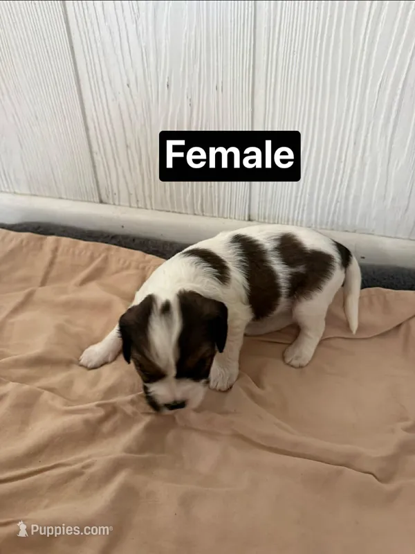 Minnie Moo – Cavalier King Charles Spaniel, Papillon puppy for sale in Bushnell, FL