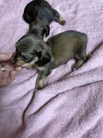 Red sable - one, a female Miniature Dachshund for sale in Americus, GA – 6 of 10