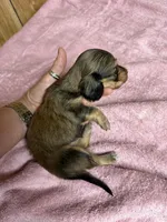 Red sable - one, a female Miniature Dachshund for sale in Americus, GA – 7 of 10