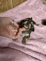 Red sable - one, a female Miniature Dachshund for sale in Americus, GA – 5 of 10
