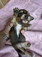 Red sable - one, a female Miniature Dachshund for sale in Americus, GA – 2 of 10