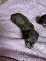 Red sable - one, a female Miniature Dachshund for sale in Americus, GA – 3 of 10