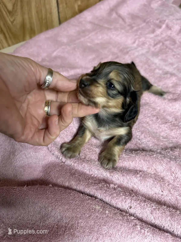 Red sable - one – Miniature Dachshund puppy for sale in Americus, GA