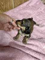 Red sable - one, a female Miniature Dachshund for sale in Americus, GA – 4 of 10