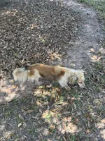 Red sable - one, a female Miniature Dachshund for sale in Americus, GA – 10 of 10