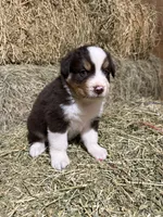 Navy collar, a male Australian Shepherd for sale in Americus, GA – 6 of 10