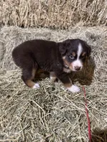 Red collar, a male Australian Shepherd for sale in Americus, GA – 4 of 10