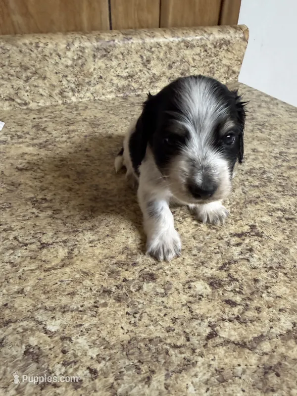 Black & Cream Piebald - male  – Miniature Dachshund puppy for sale in Americus, GA