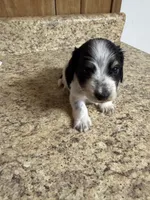 Black & Cream Piebald - male , a male Miniature Dachshund for sale in Americus, GA – 1 of 10