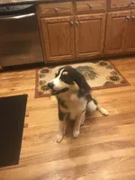 Navy collar, a male Australian Shepherd for sale in Americus, GA – 10 of 10