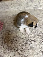 Red & white female #1, a female Pembroke Welsh Corgi for sale in Americus, GA – 3 of 9