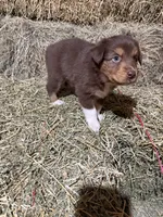 Orange collar, a male Australian Shepherd for sale in Americus, GA – 3 of 10